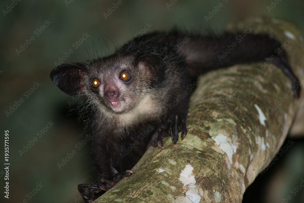 Fototapeta premium aye-aye