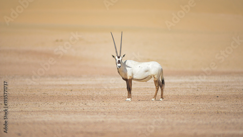 Fotografía Arabian oryx