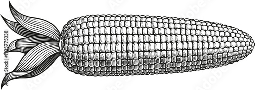 Corn cob vintage engraving illustration, detailed black and white maize ear with husk leaves in retro botanical line art style isolated on white background