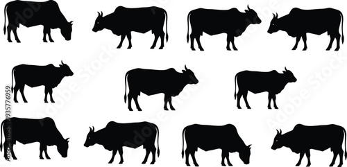 Cow silhouettes collection, farm cattle in standing and grazing poses black vector illustration isolated on white background for agriculture and livestock design