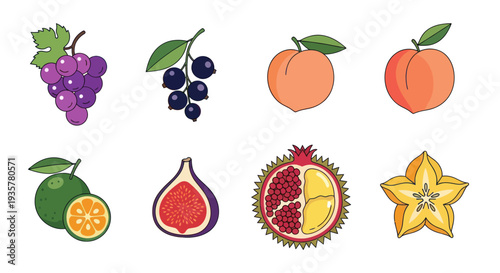 Colorful fruit illustration collection