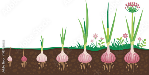 Onion plant life cycle stages diagram, bulb growth from seed sprout to flowering onion plant, botanical development educational infographic vector illustration