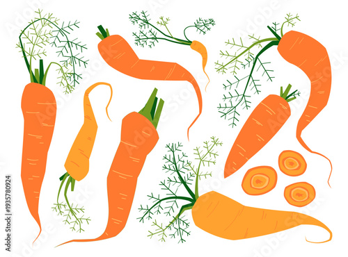Large collection of carrots with green leaves and slices in flat style. Fresh root vegetables for food design, cooking, healthy diet, farm and organic produce concepts