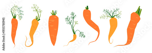 Collection of carrot vegetables with leaves in flat style. Isolated orange root vegetables for food design, cooking, healthy eating, farm and organic produce concepts