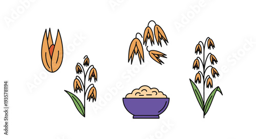 Oats Line art vector set abstract digital color