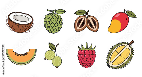 Colorful tropical fruit set illustration