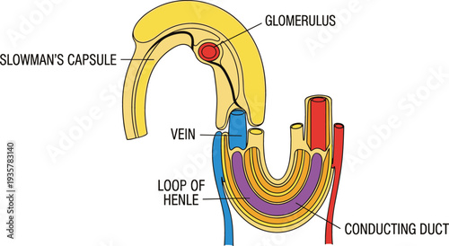 Medical illustration of kidney nephron anatomy featuring glomerulus bowmans capsule loop of henle vein and conducting duct structures