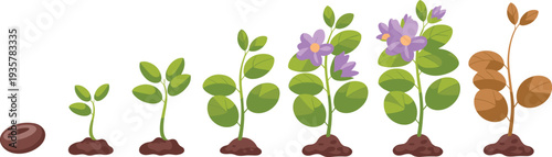Plant growth stages illustration, seed germination to flowering and withering cycle, botanical life cycle sequence, garden plant development vector infographic