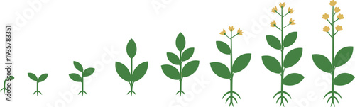 Plant growth stages from seedling to flowering mature plant, botanical development process illustration, agricultural lifecycle vector diagram set
