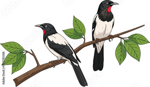 Red whiskered bulbul birds perched on branch wildlife vector illustration