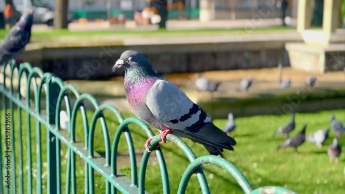wood pidgeon perching on green railings with grass park blurred background