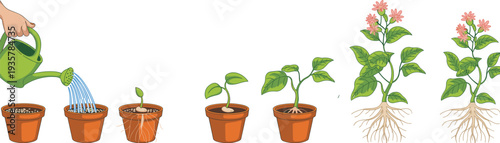 Plant growth stages in pot from watering seed germination to flowering botanical life cycle gardening process educational vector illustration
