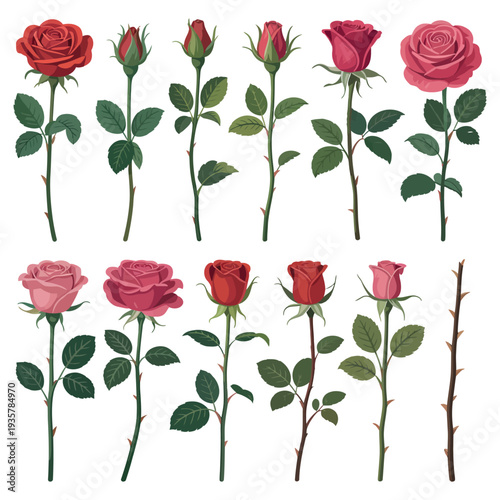 Assortment of red and pink roses, unopened buds, blooming flowers with leaves and thorny branches, vector graphic, isolated white background, floral arrangements