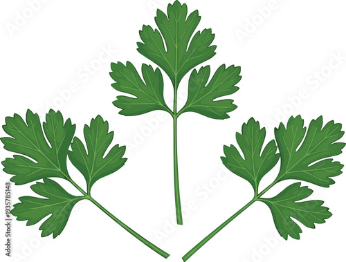 Fresh parsley leaves herb green culinary ingredient vector illustration