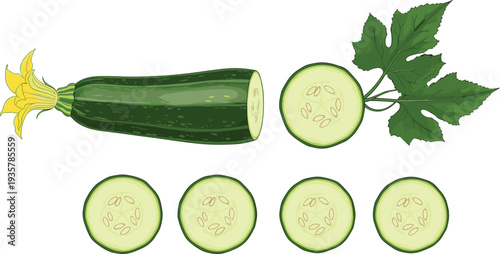 Zucchini vegetable whole sliced and plant leaves food vector illustration