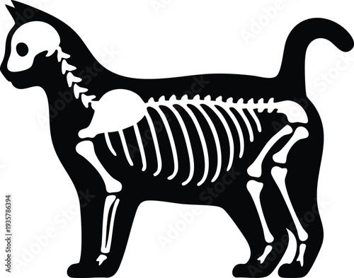 Cat skeleton silhouette vector illustration x-ray style graphic isolated on a white background
