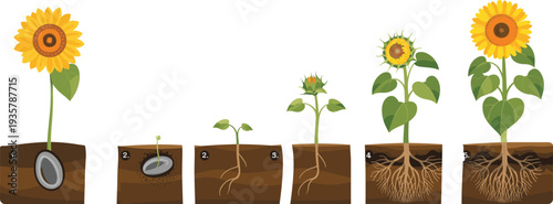 Sunflower plant life cycle diagram, seed germination sprout growth bud flowering stages, botanical development educational infographic vector illustration