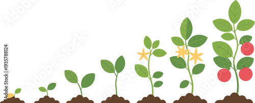 Tomato plant growth stages from seed germination to flowering and ripe fruit harvest, vegetable lifecycle process illustration, gardening vector sequence