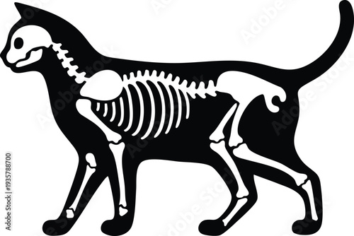 Cat skeleton silhouette vector illustration x-ray style graphic isolated on a white background