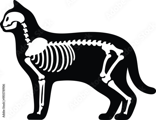 Black cat silhouette with visible white skeleton a simple vector illustration for veterinary or medical concepts isolated on white background