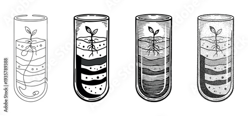 Four test tubes with growing seedlings inside, a scientific illustration set showing different artistic styles like line art, bold graphic, woodcut, and stippling for a botany concept