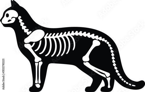 Black cat silhouette with visible white skeleton a stylized illustration for veterinary or concepts isolated on white background