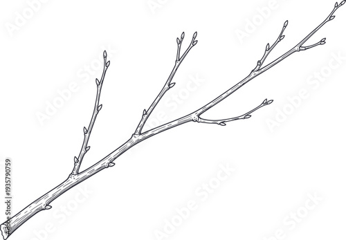 Hand drawn sketch of bare tree branch with small buds isolated on white background for spring growth or winter season