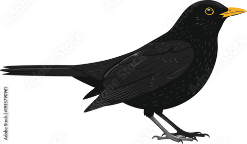 Common blackbird standing wild bird wildlife vector illustration