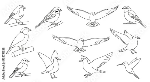 Birds in Various Poses.