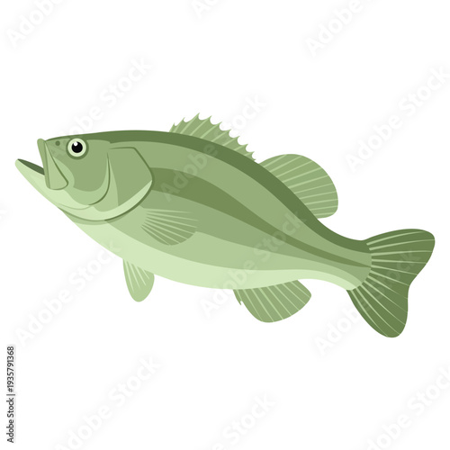 Freshwater black bass fish illustration suitable for fishing sport wildlife river lake ecosystem and aquatic themed creative projects