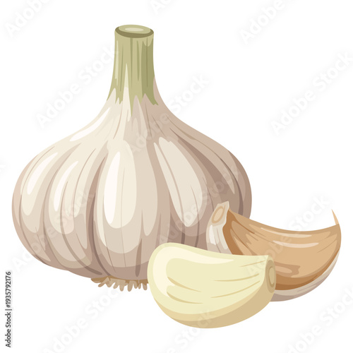 Garlic vegetable fresh whole bulbs with garlic cloves isolated on white background ideal for culinary ingredient design healthy food and kitchen projects