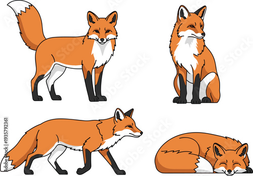 Red fox standing sitting walking and sleeping wildlife vector illustration set