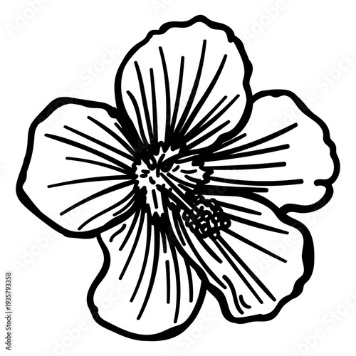 Stamen flower petal stroke