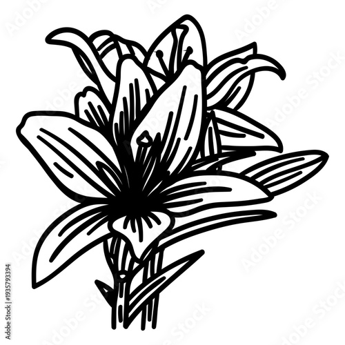 Stamen petal flower stem stroke