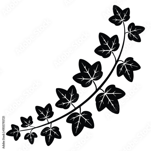 Green ivy branch climbing plant wall creeper garden foliage evergreen natural design element for nature decoration themes