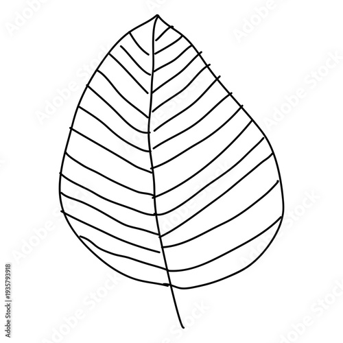 Leaf vein stem stalk line hand drawn