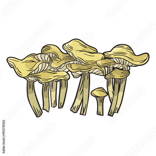 Hand drawn chanterelle mushroom