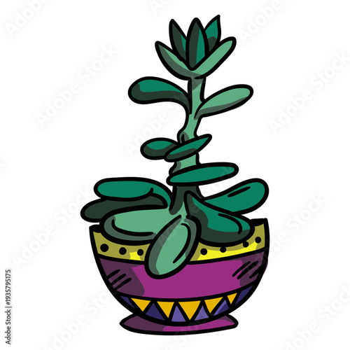 Jade plant pot succulent