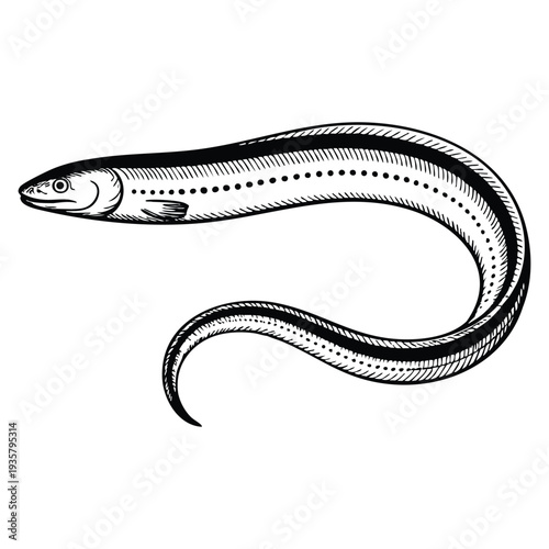Hand drawn Japanese eel ink sketch vector illustration isolated on white background in retro style perfect for fish engraving and marine themes