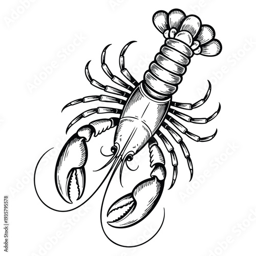 Hand drawn vector illustration ink sketch lobster isolated on white background retro style marine design