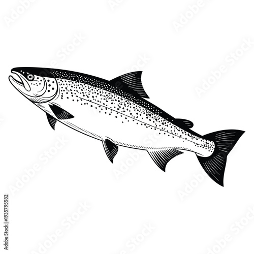 Hand drawn vector illustration ink sketch of salmon fish isolated on white background retro style seafood artwork