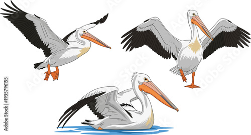 Pelican bird flying standing and swimming wildlife vector illustration set