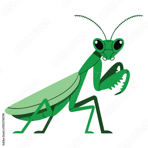 Illustration of a green mantis ideal for insect themed artwork wildlife education natural environment designs and entomology related visuals