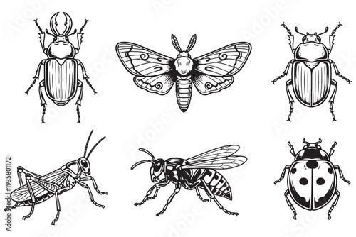 A black and white illustration of various insects including beetles, a moth, a grasshopper, a wasp, and a ladybug.