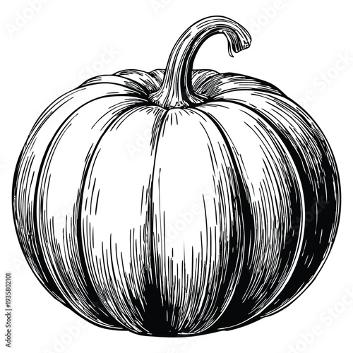 Ink sketch of pumpkin isolated on white background hand drawn vector illustration in retro style autumn design
