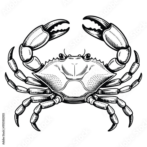 Ink sketch of brown crab isolated on white background hand drawn vector illustration of cancer pagurus in retro style