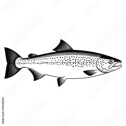 Ink sketch of salmon hand drawn vector illustration of fish isolated on white background in retro style seafood design