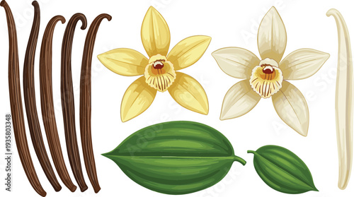 Vanilla Plant Botanical Illustration with Vanilla Pods, Flowers, Leaves and Beans for Natural Spice Ingredient, Food Flavoring and Organic Vector Design