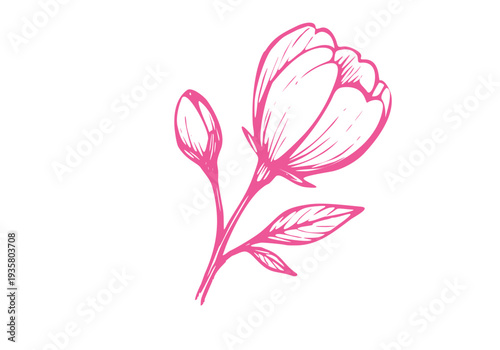 Cherry Blossom Sakura Hand Drawn Illustration Vector by AZ for Books, Arts, Design and Decoration Graphic Asset