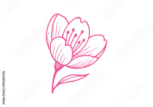 Cherry Blossom Sakura Hand Drawn Illustration Vector by AZ for Books, Arts, Design and Decoration Graphic Asset